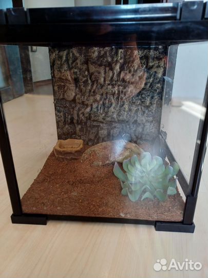 Террариум для рептилий бу
