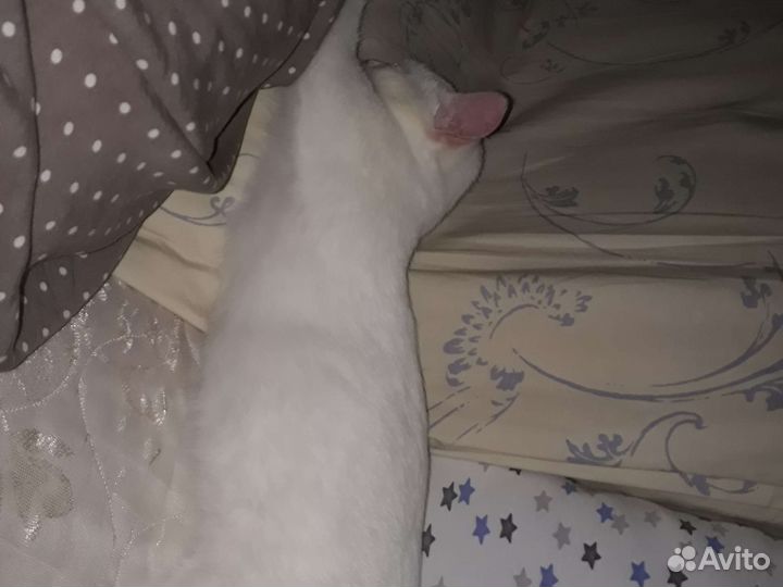 Потерялся котёнок