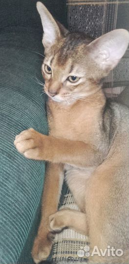 Абиссинский котик милашка WCF
