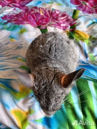 Шиншилла стандарт мальчик бесплатно