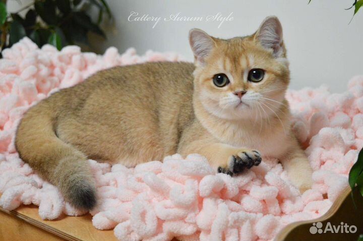 Шотландская девочка золотая шиншилла