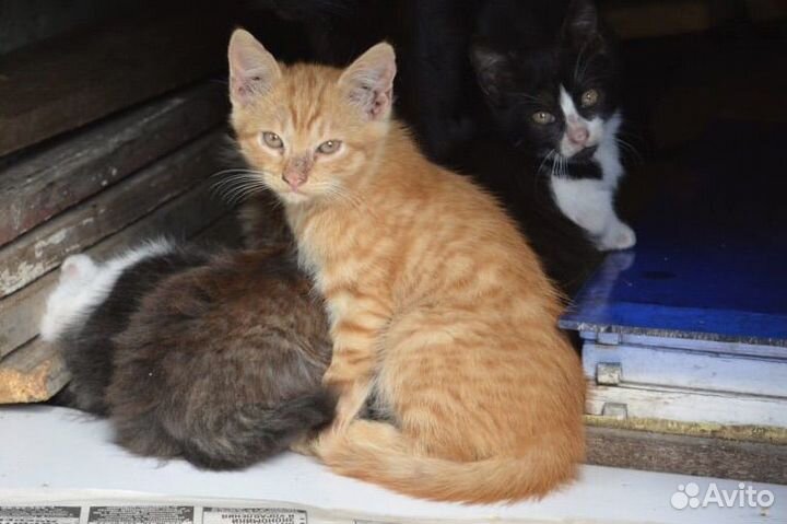 Рыжий полосатый котенок в добрые руки