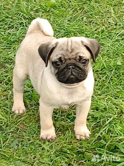 Щенки мопса