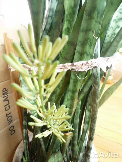 Цветок -сансевиерия (тёщин язык),охраняет дом