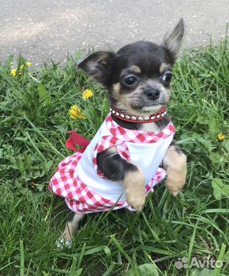 Девочки Чихуахуа