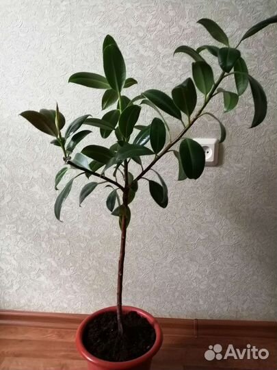 Фикус