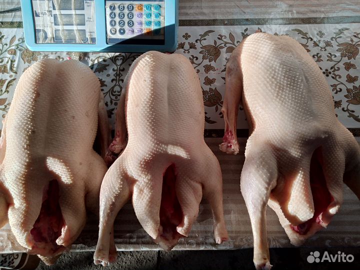 Ушки гусей