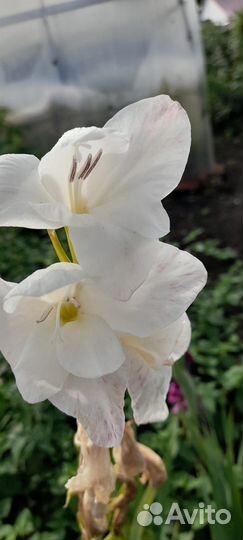 Гладиолусы луковицы