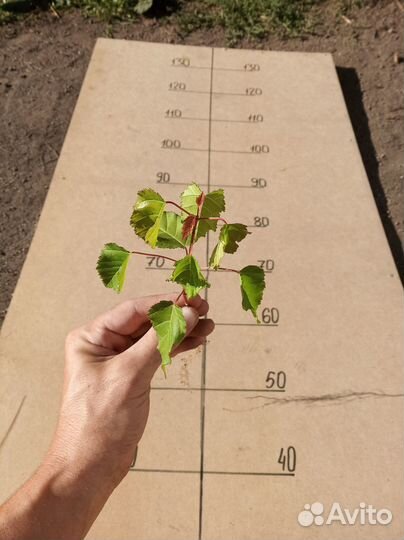 Саженцы Клен Гиннала 15-20см