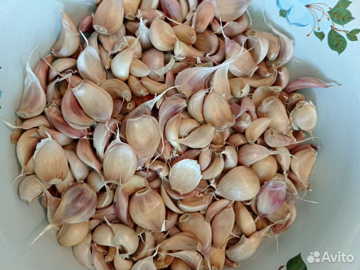 Яровой чеснок