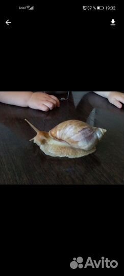 Улитки маленькие ахатины бесплатно