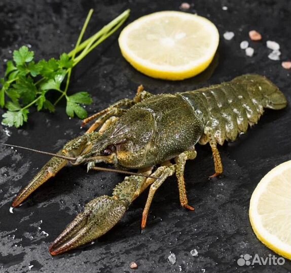 Живые раки