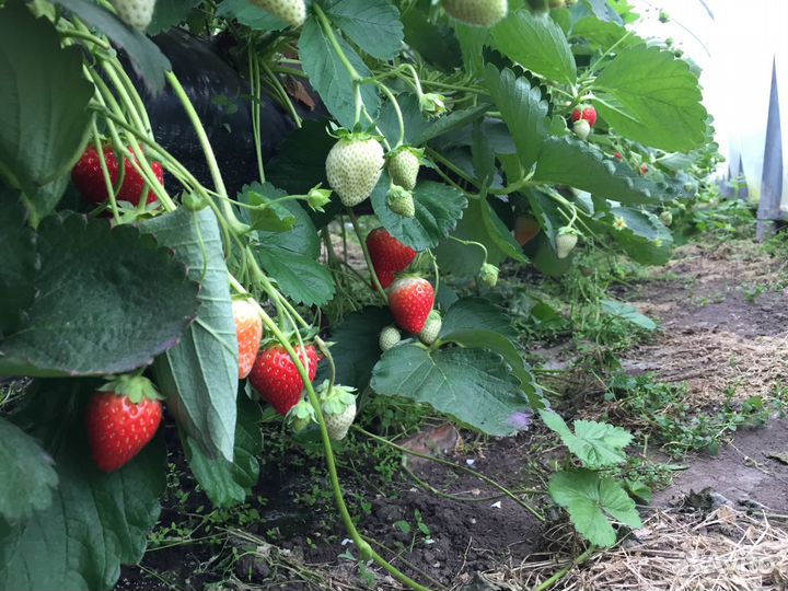 Рассада ремонтантной Клубники Итальянских сортов