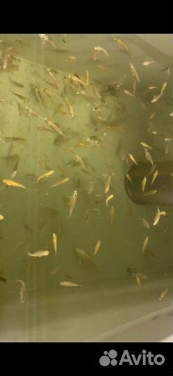 Мальки карпа Кои