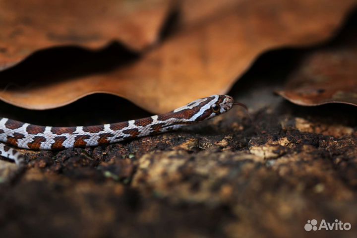 Маисовый полоз