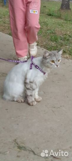 Кошечка в добрые руки