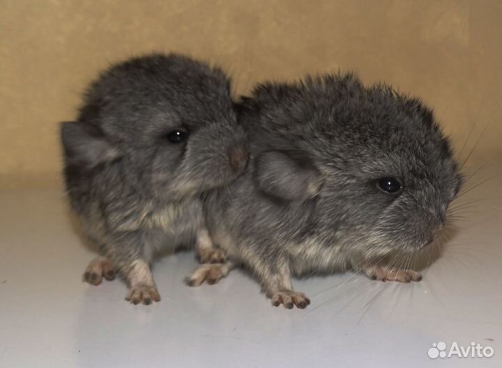 Шиншилла «стандарт»