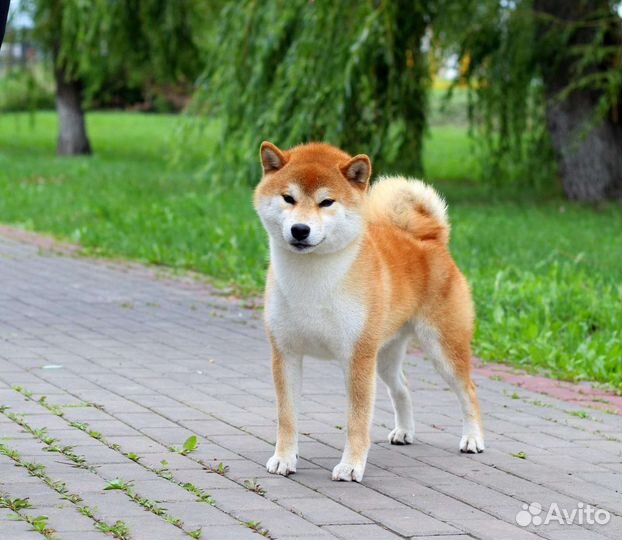 Щенки сиба ину