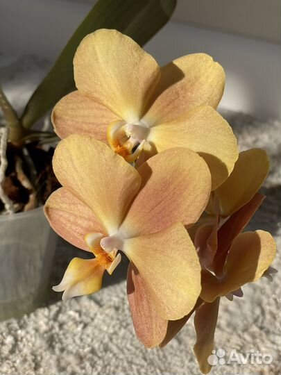 Орхидея фаленопсис Monaco