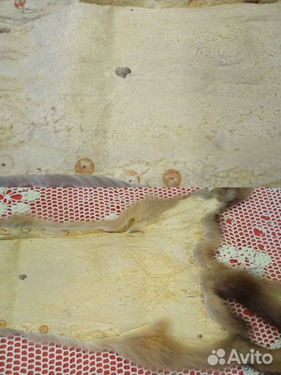 Шкурки куницы