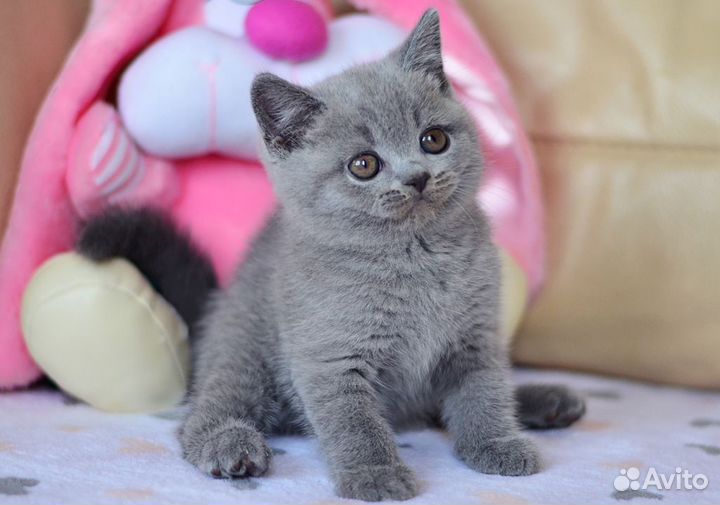 Чудесный британский котенок