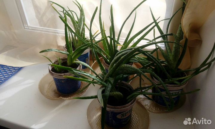 Столетник лечебный(алоэ) 4 года и 6 лет