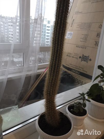 Большой кактус