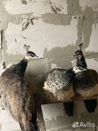 Индийский павлин