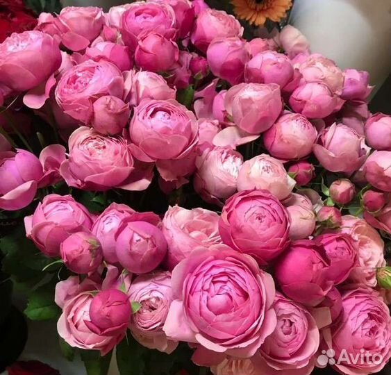 Розы Кустовые