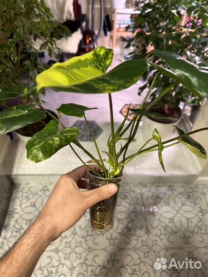 Филодендрон