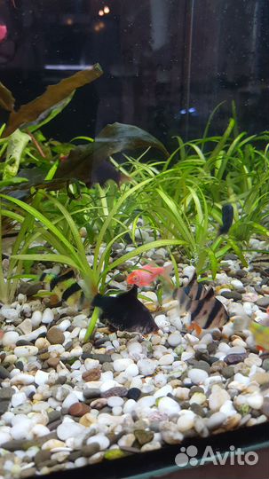 Аквариумные рыбки