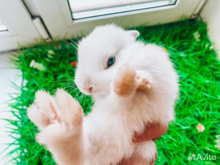 Карликовые крольчата - Большой выбор крольчат