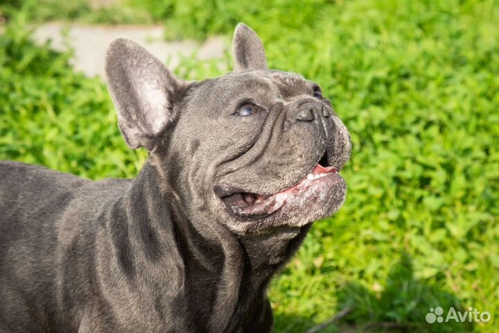 Французский бульдог голубой вязка