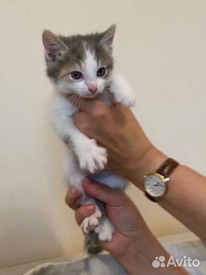 Кошка в добрые руки