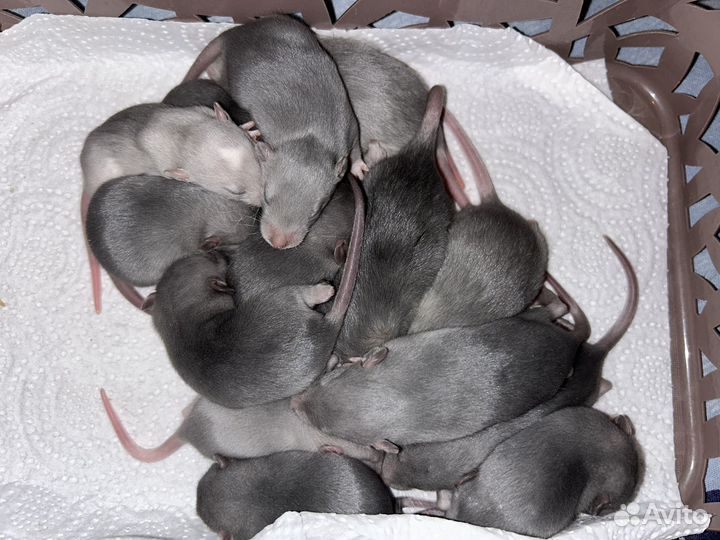 Голубые крысята Дамбо.Доставка.Клетки