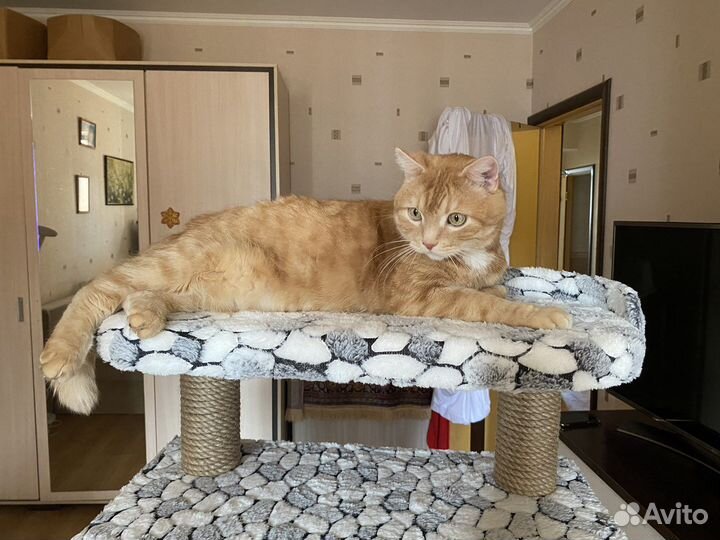 Игровой комплекс для кошек