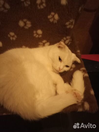 Кошечка Снежка