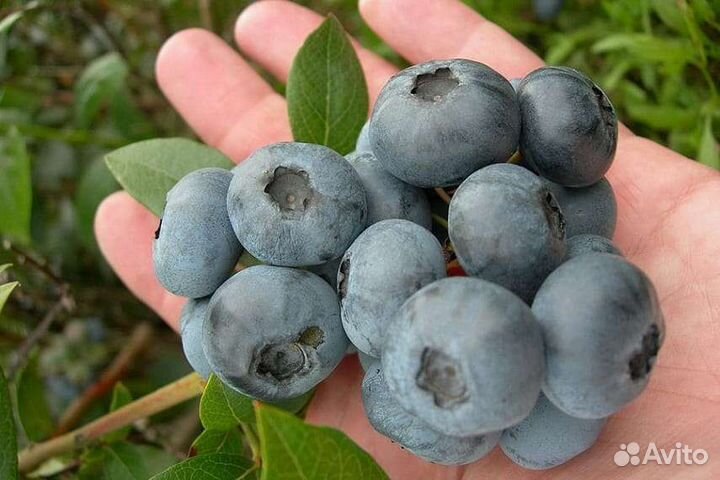 Саженцы голубики