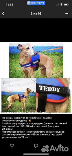 Шлейка для собаки, одежда, попона