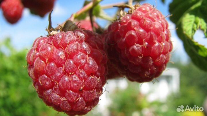 Рассада и саженцы