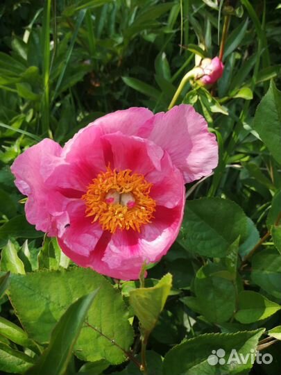 Пион Golden Frolic