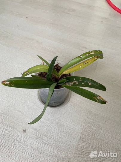 Орхидея пафиопедилум (Paphiopedilum) Башмачок