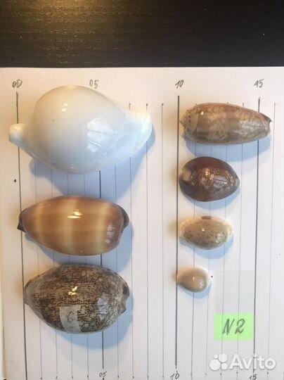 Ракушки. Набор