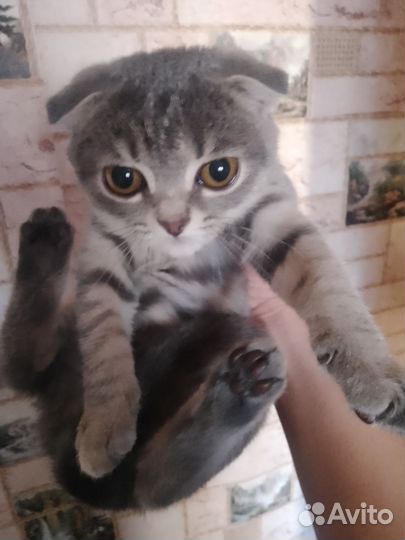 Шотландская