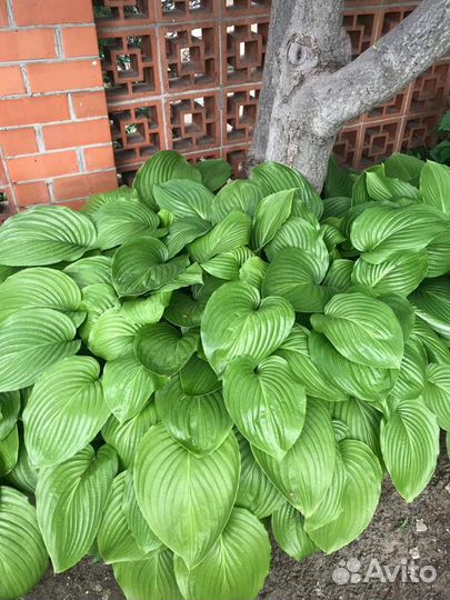 Хоста трёх видов