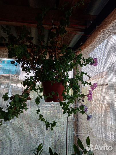 Комнатные растения цветы