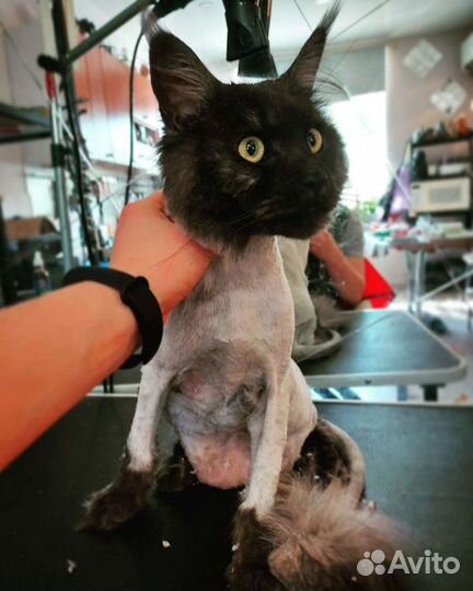 Стрижка кошек и собак,экспресс линька кошкам