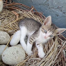 Котенок в добрые руки бесплатно