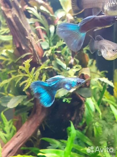 Рыба,аквариум