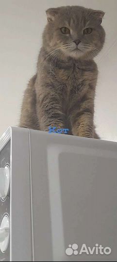 Котейки ищут дом